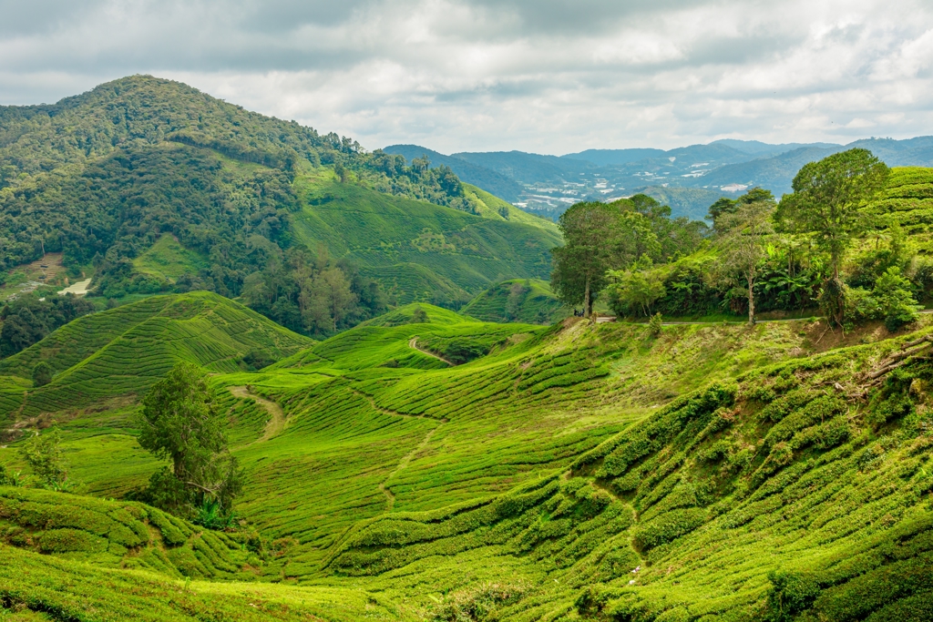 Groene theeplantages in de Cameron Highlands, Maleisië, met heuvels en wandelpaden onder een bewolkte lucht.