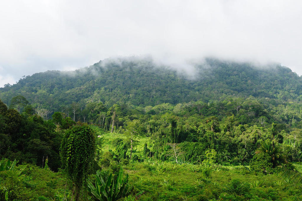 main_Kalimantan__1_.jpg
