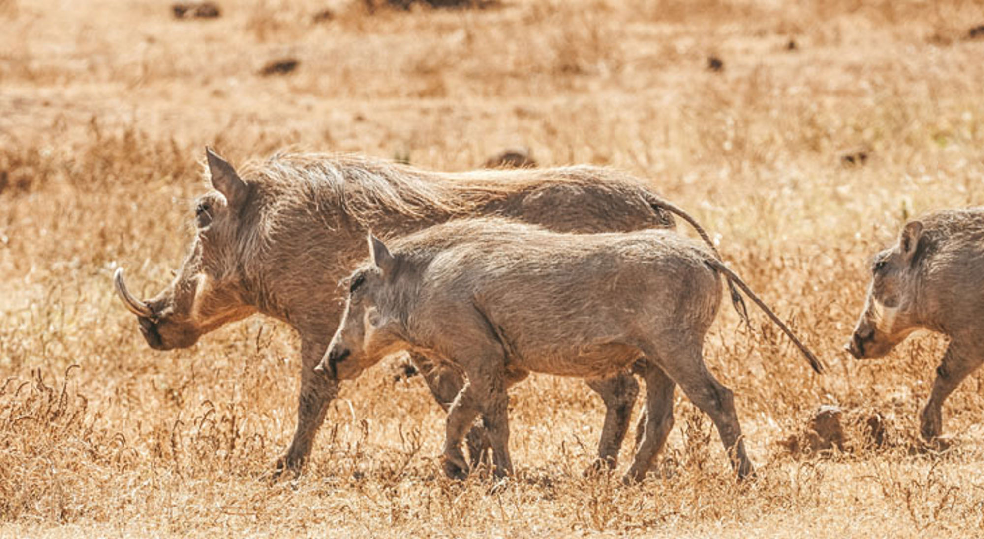 Addo Elephant National Park Wrattenzwijnen lopen door de droge savanne in Zuid-Afrika.