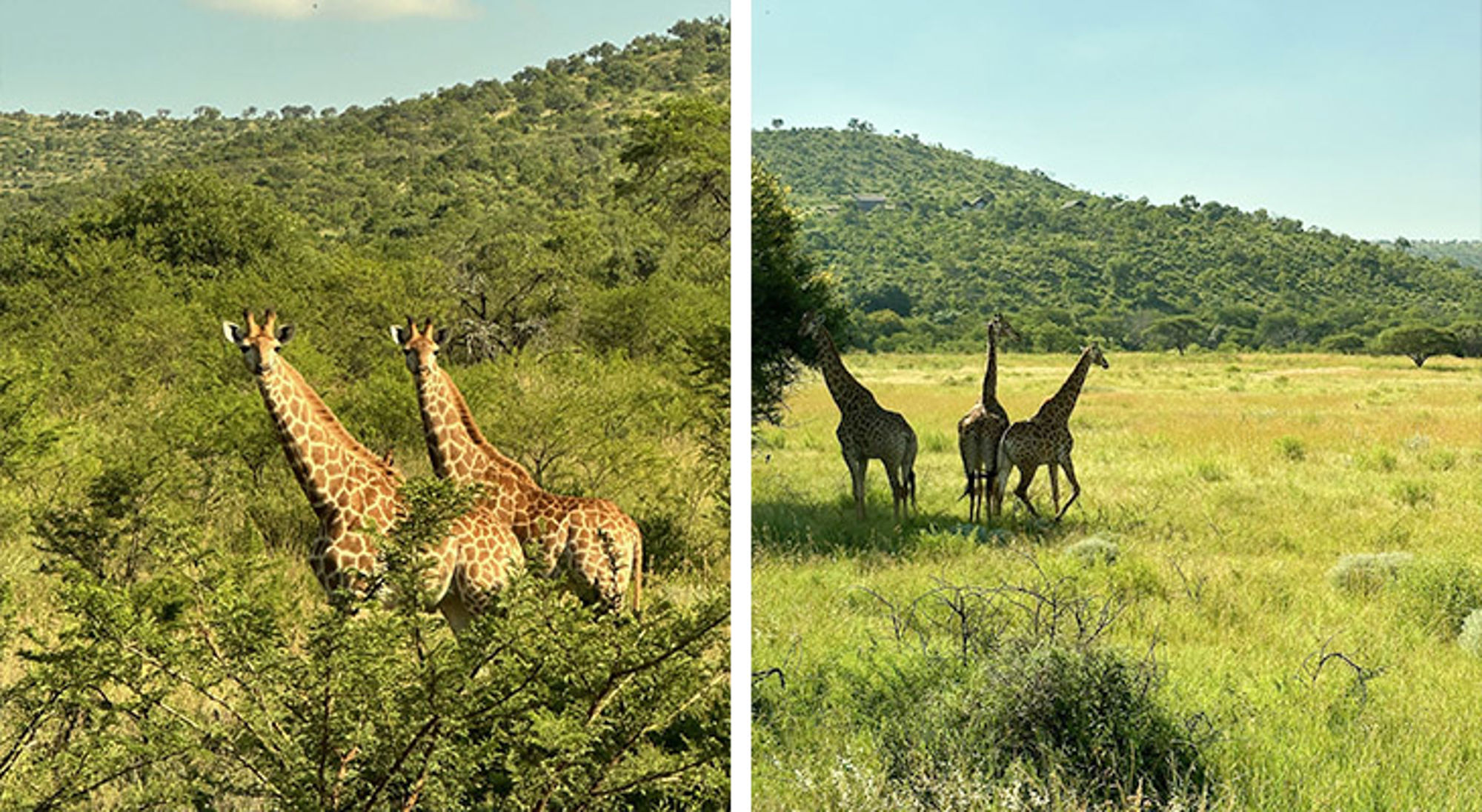 Giraffe Zuid-Afrika Giraffen in een groen savannelandschap met heuvels op de achtergrond.