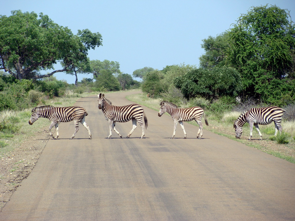Zebra’s steken de weg over tijdens een safari op de groepsrondreis door Zuid-Afrika, eSwatini en Lesotho.