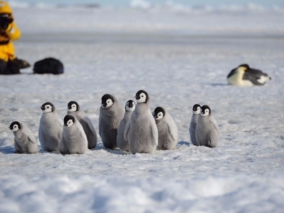 Groepje keizerspinguïnkuikens op het ijs in Antarctica, met een fotograaf op de achtergrond.