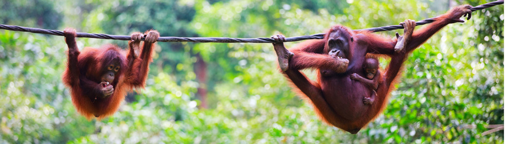 Orang-oetans met jong hangend aan kabel in het regenwoud van Borneo, tijdens groepsrondreis West-Maleisië & Borneo.