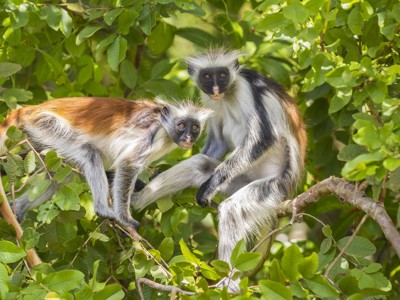 Twee franjeapen in een boom in Kenia & Tanzania.