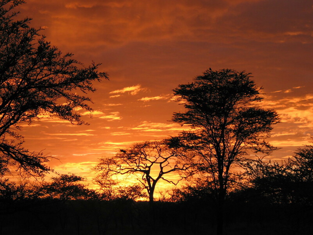 Zonsondergang boven de savanne in Kenia met silhouetten van acaciabomen tijdens groepsrondreis Kenia, Tanzania en Zanzibar.
