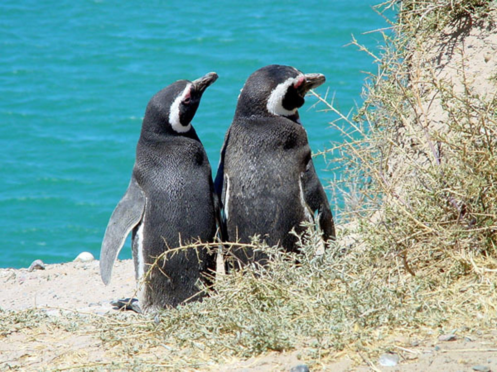 Twee Magelhaenpinguïns op een rotsige kust bij helderblauw water in Argentinië.
