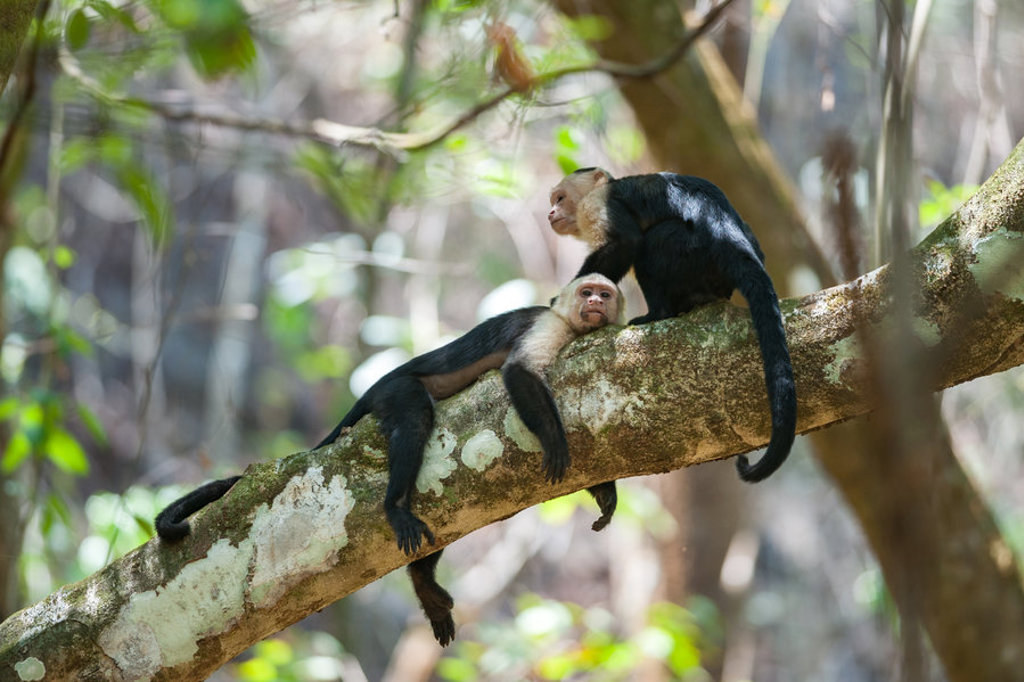 Witgezichtkapucijnaapjes rusten op een boomtak in het regenwoud van Costa Rica.