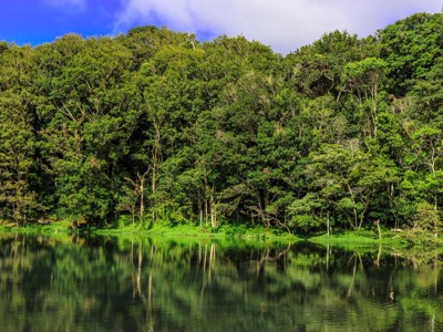 Groen regenwoud langs een rustig meer in Nicaragua, met weerspiegeling van de bomen in het water.