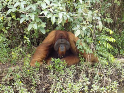 Orang-oetan in het regenwoud van Kalimantan tijdens de 23-daagse rondreis Kalimantan, Sulawesi & Molukken.