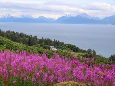 Uitzicht over de kust van Alaska met roze wilgenroosjes op de voorgrond en besneeuwde bergen aan de horizon.