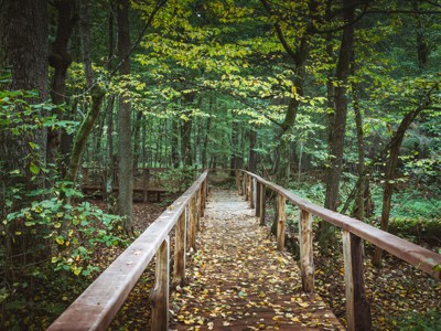 Houten wandelpad door groen bos in Polen, Route Polen 14 dagen.