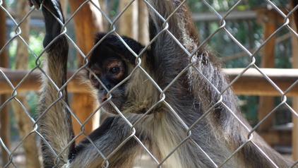 Maak melding van dierenmishandeling