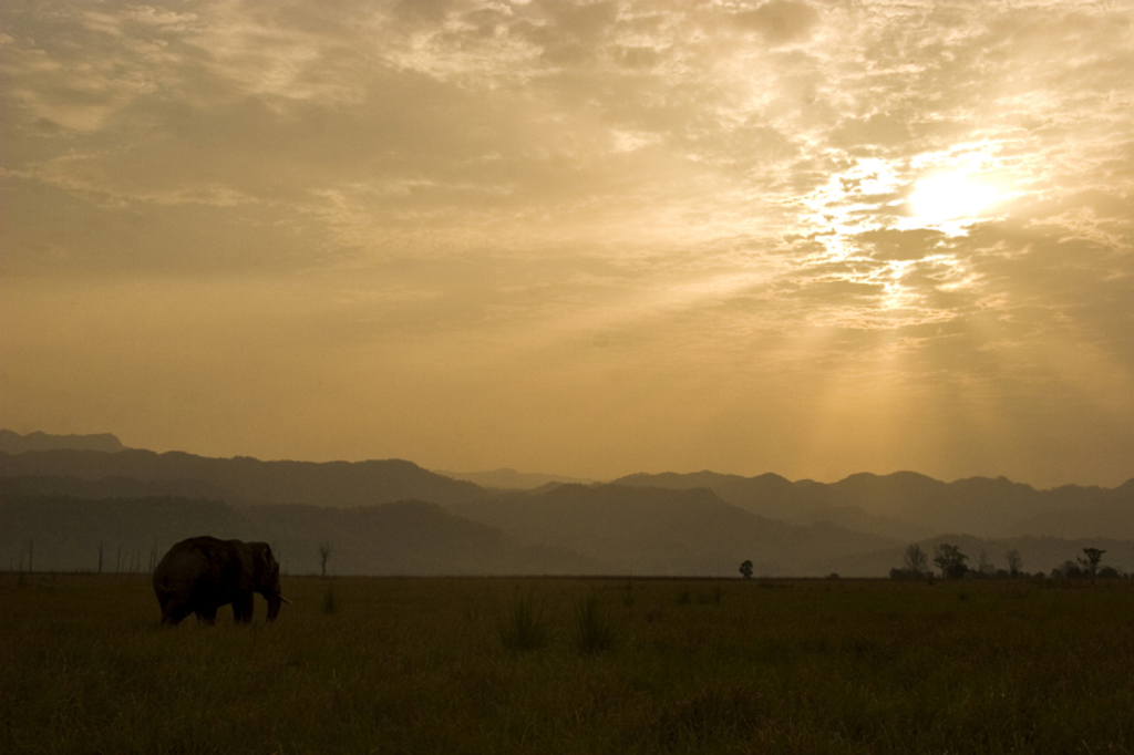 Olifant in het grasland bij zonsondergang tijdens een groepsrondreis India tijgerreis.