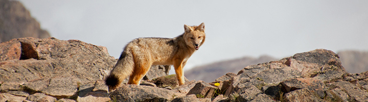 Patagonische vos op rotsen in het ruige landschap van Patagonië.
