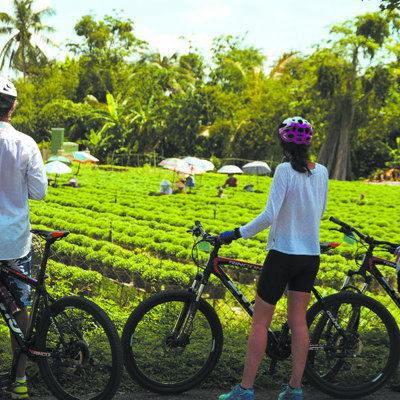 Fietsers tijdens fietsvakantie in Vietnam met uitzicht op groene theeplantage.