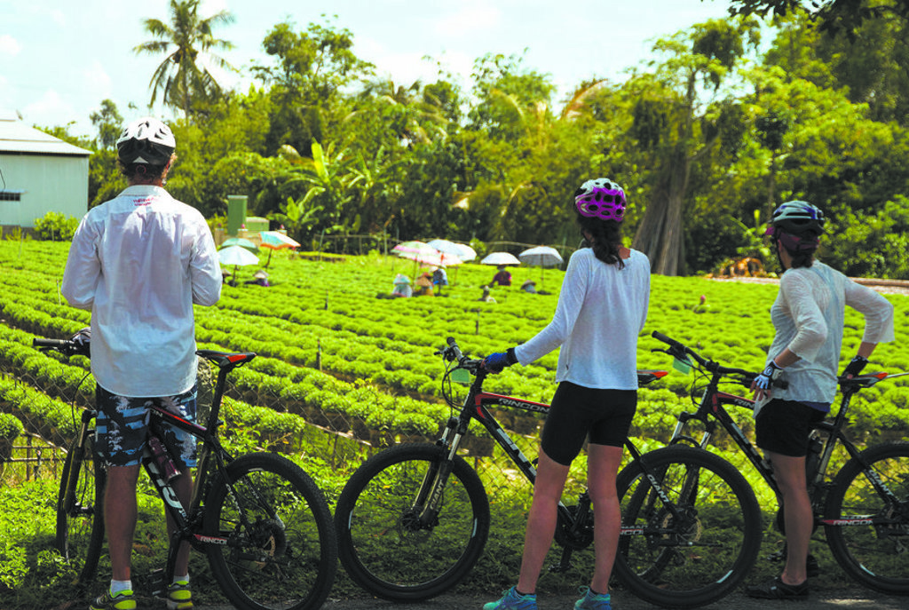 Fietsers tijdens fietsvakantie in Vietnam met uitzicht op groene theeplantage.