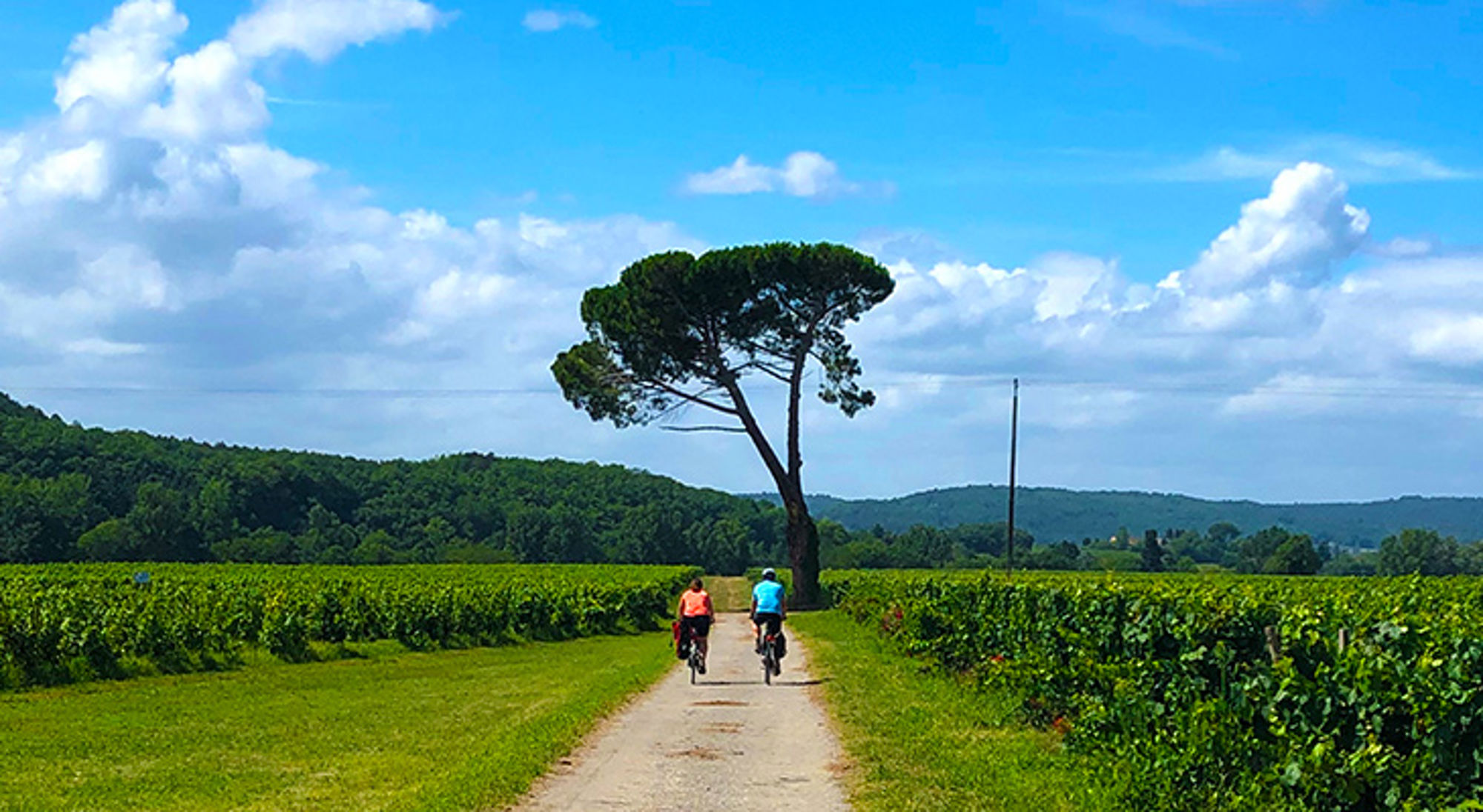 Fietsen in Frankrijk Fietsers op een landweg tussen wijngaarden, met een hoge pijnboom en blauwe lucht met wolken.