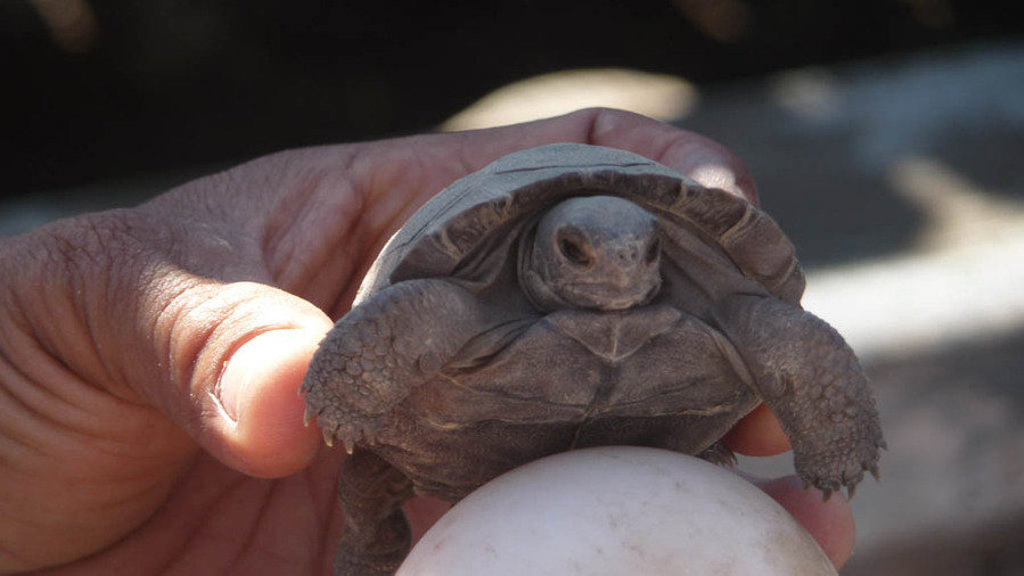 Baby reuzenschildpad op de Galapagoseilanden, vastgehouden door een hand.