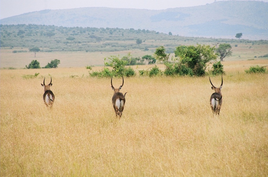 Antilopen op de savanne tijdens de 22-35ers reis Kenia & Tanzania.