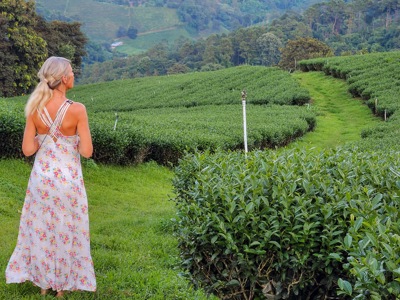 Vrouw wandelt door theeplantage in de heuvels van Noord-Thailand tijdens Route Thailand.
