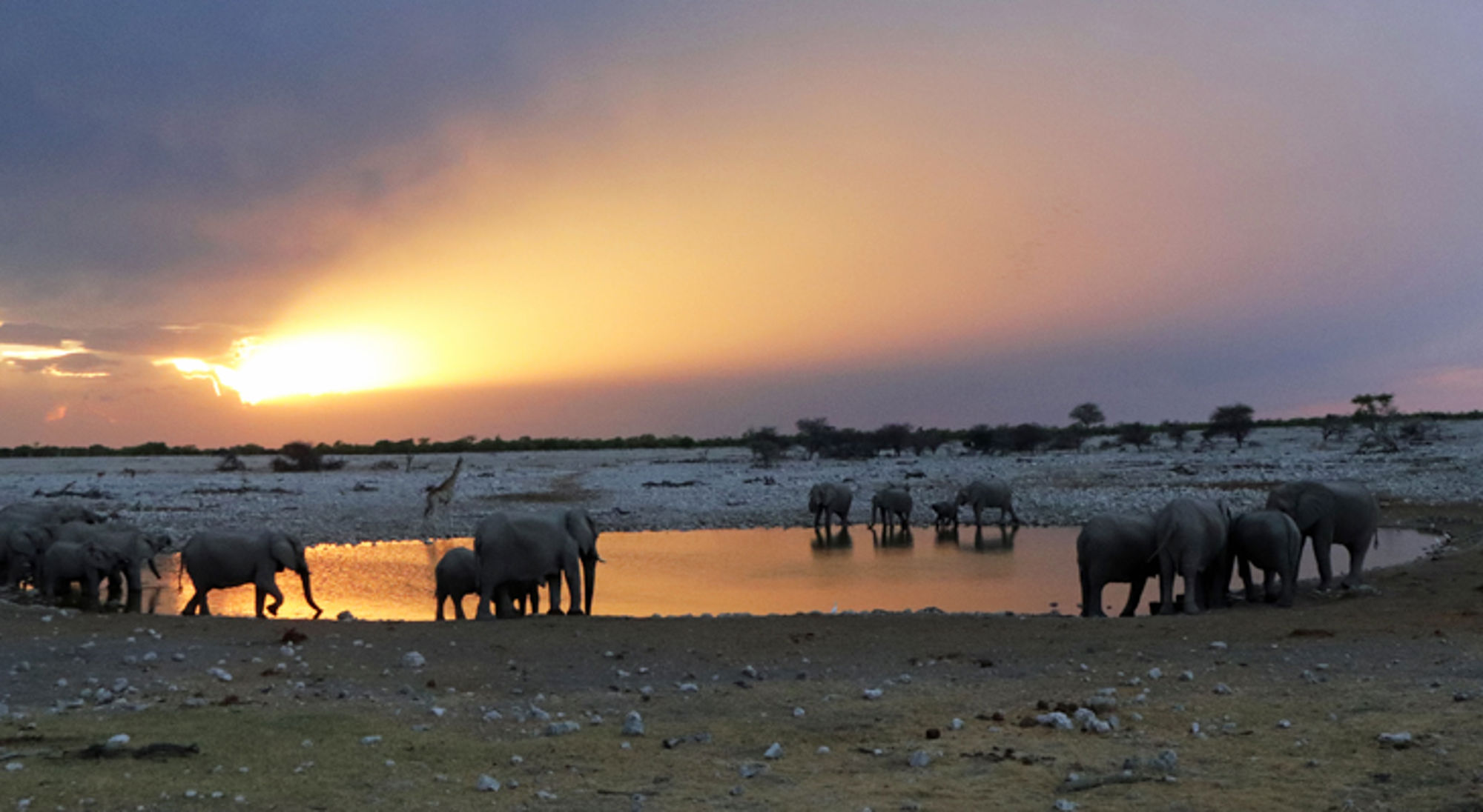 kudde olifanten bij drinkplaats bij zonsondergang Olifanten bij een waterpoel tijdens zonsondergang in de savanne.