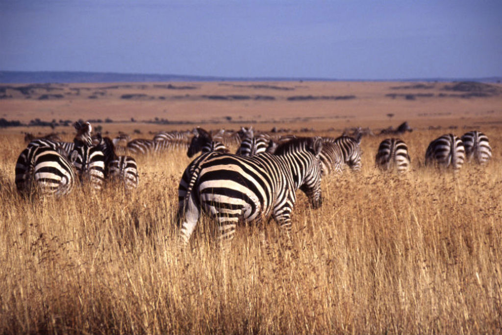 Zebra’s in de savanne tijdens groepsrondreis Kenia, Tanzania en Zanzibar.