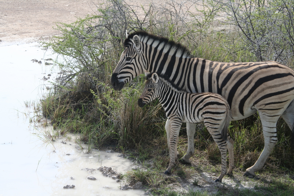Zebra met veulen bij een drinkplaats tijdens familiereis Namibië, Botswana en Zimbabwe.