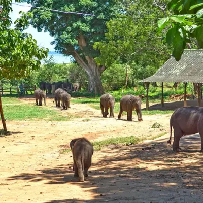 Jonge olifanten lopen over het terrein van Elephant Transit Home in Sri Lanka, omringd door groen.