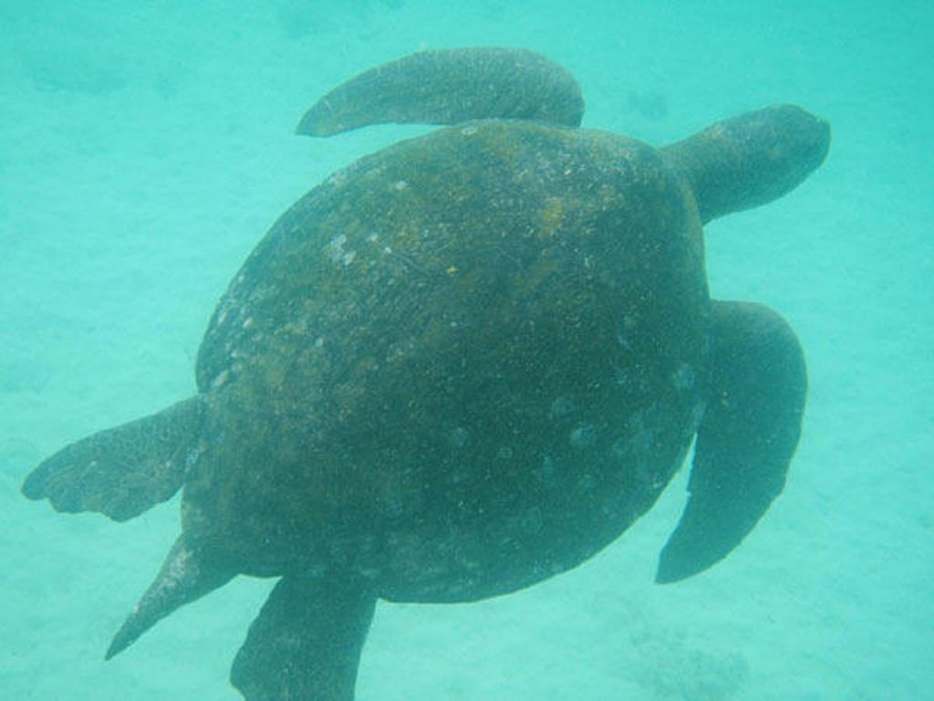 Zeeschildpad zwemt onder water bij de Galapagos-eilanden, Ecuador.