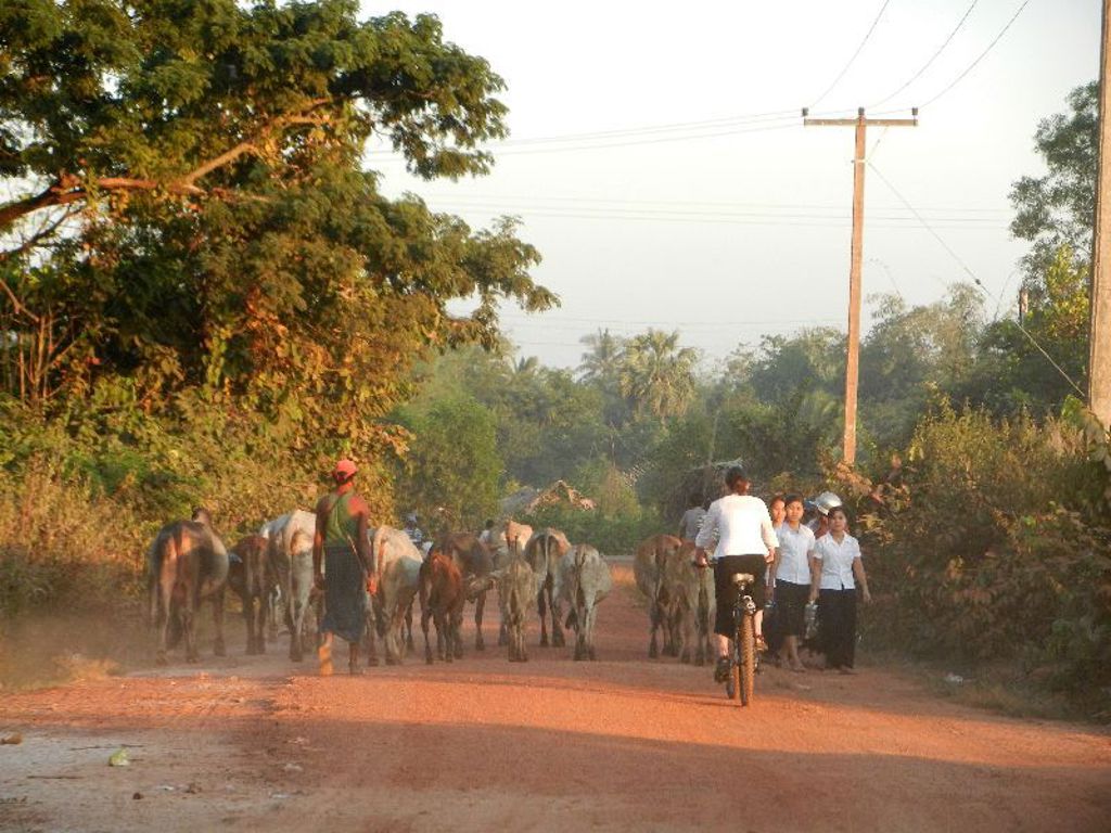 Koeien op een stoffige landweg in Myanmar, met een fietser en schoolkinderen langs de weg.