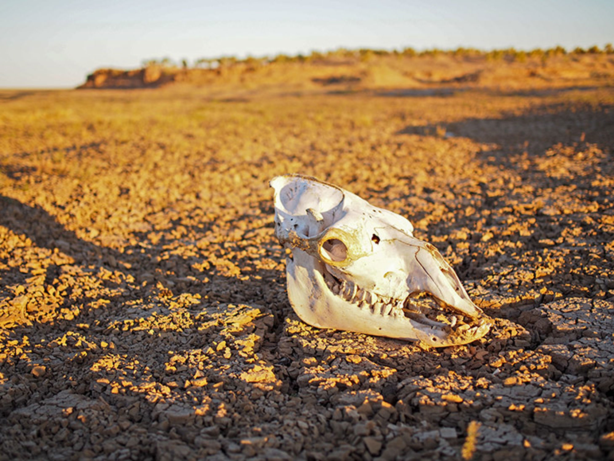 Bot in Mongolië Schedel van een dier op droge, gebarsten grond in een dor landschap bij zonsondergang.