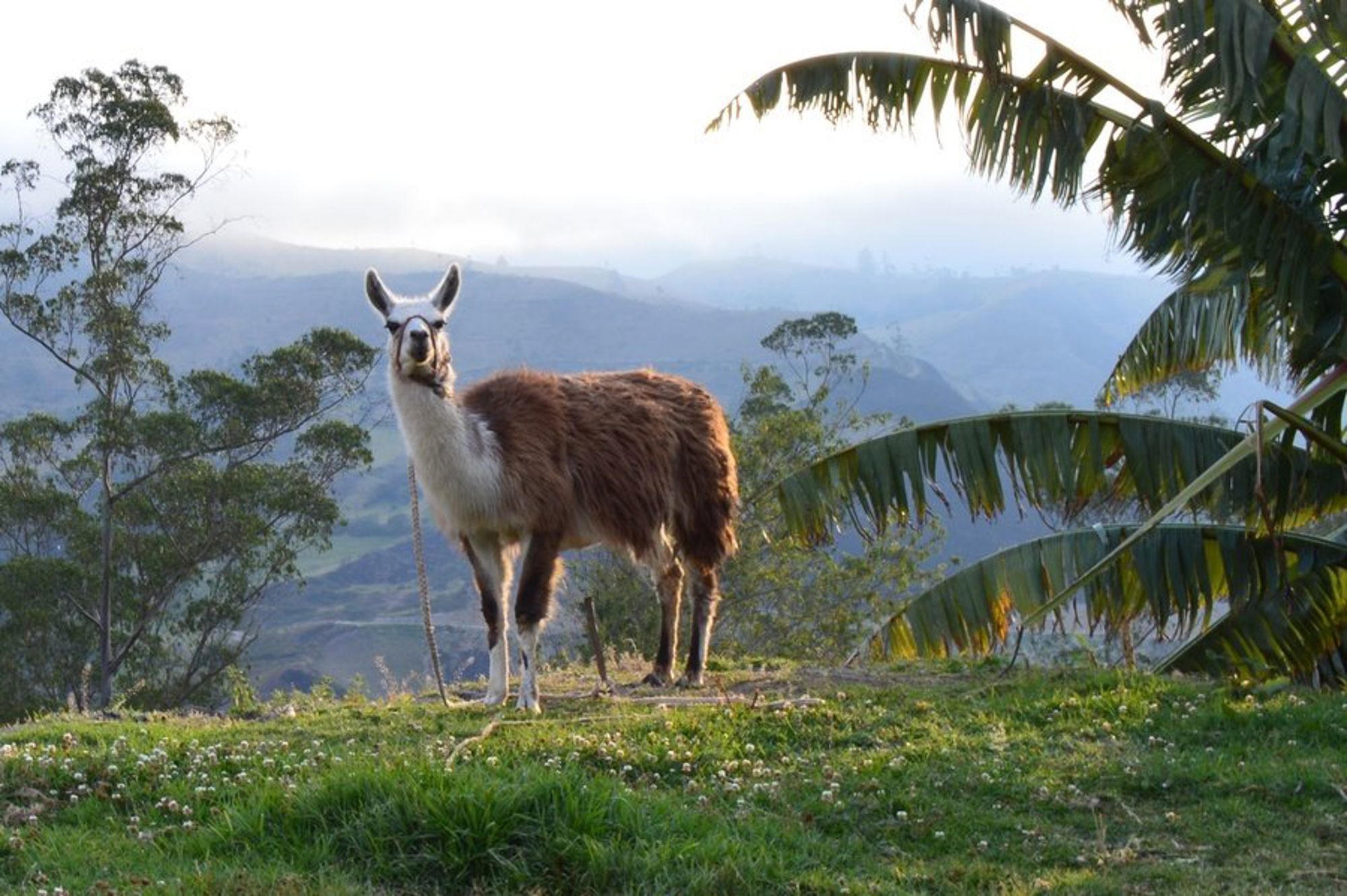 Groepsrondreis Ecuador