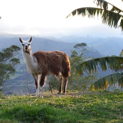 Groene ara in de jungle van Ecuador tijdens een groepsrondreis.