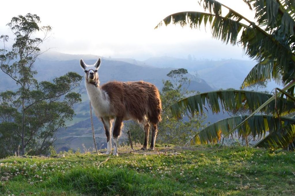 Groene ara in de jungle van Ecuador tijdens een groepsrondreis.