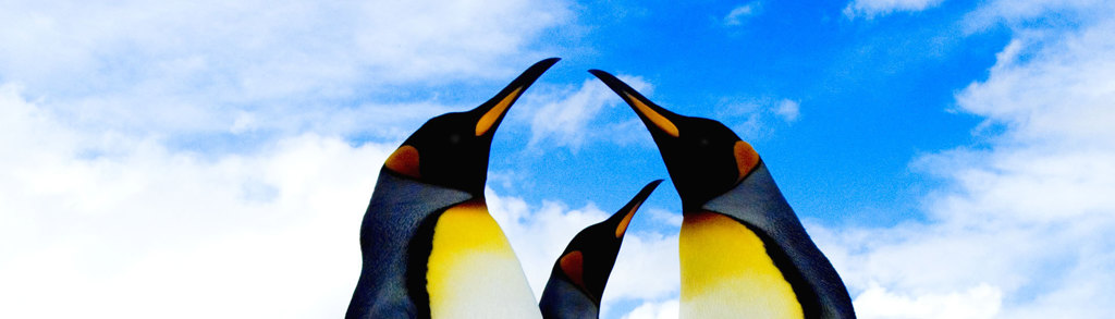 Koningspinguïns in Antarctica onder een blauwe lucht, tijdens groepsrondreis Antarctica, Falklands en South Georgia.