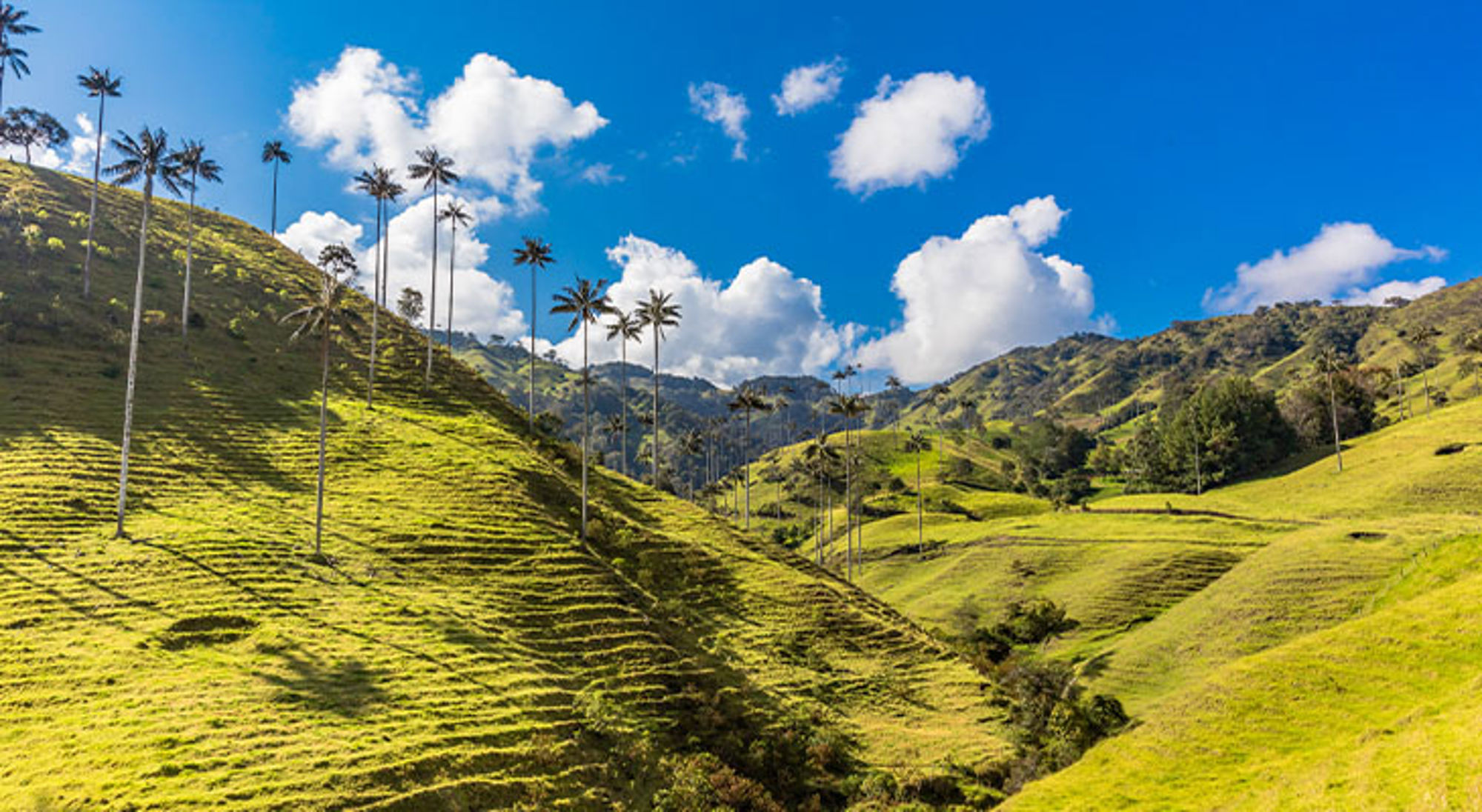Colombia Groene heuvels met hoge palmbomen onder een blauwe lucht met wolken.