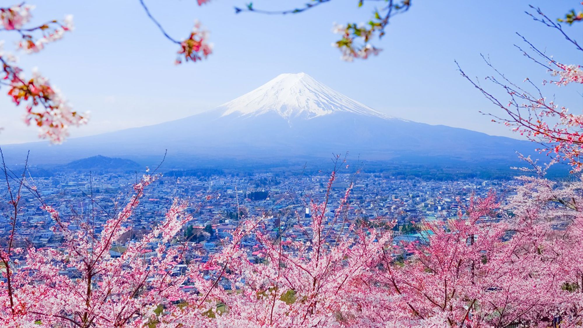 Sneeuwbedekte Mount Fuji met kersenbloesem op de voorgrond, Japan.