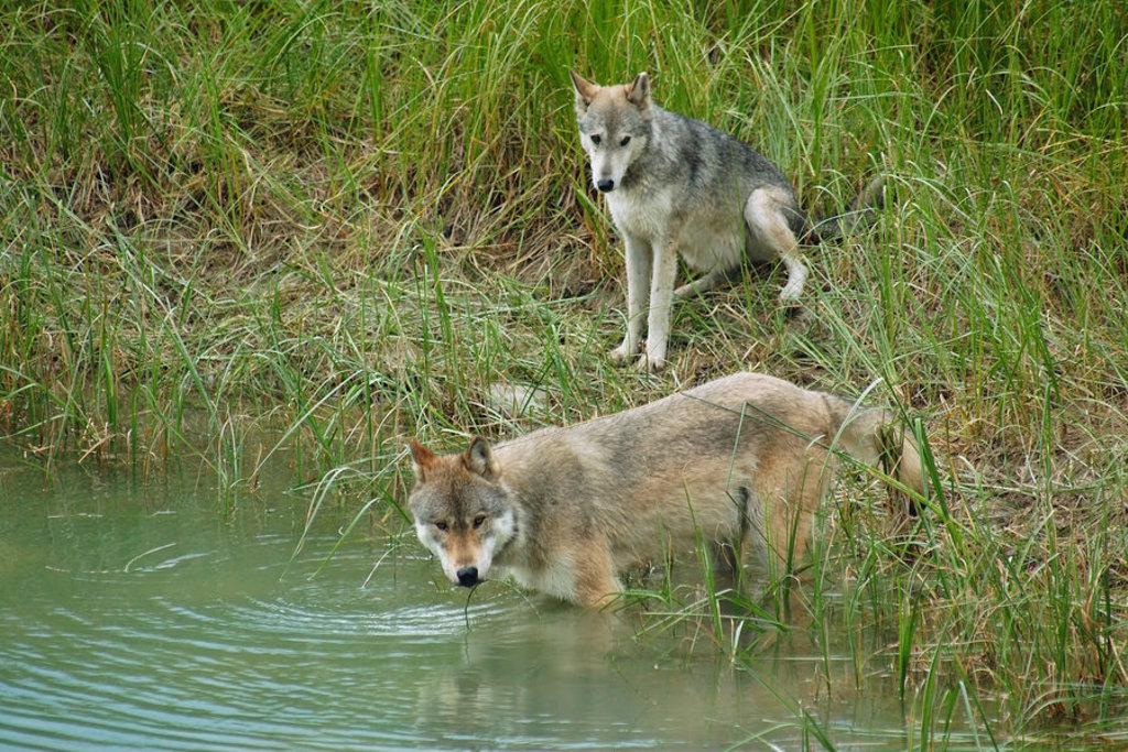 Twee wolven aan de waterkant in het noordwesten van de Verenigde Staten.