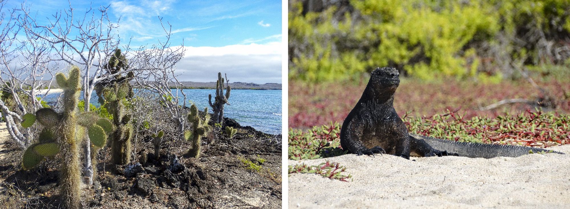 Galápagos-landschap met cactussen aan de kust en een zeeleguaan op het strand.