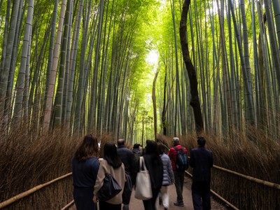 Wandelpad door het bamboebos van Arashiyama in Kyoto, Japan.