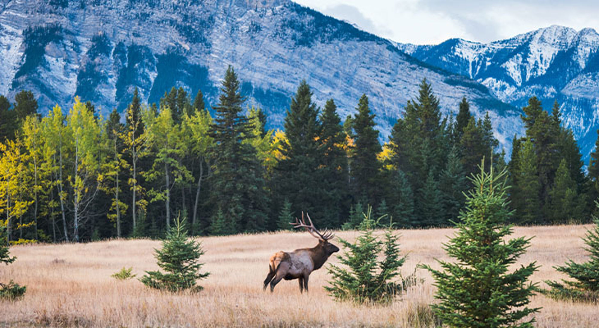 Banff Nationaal Park Canada Eland in een grasveld met dennenbomen en bergen op de achtergrond.