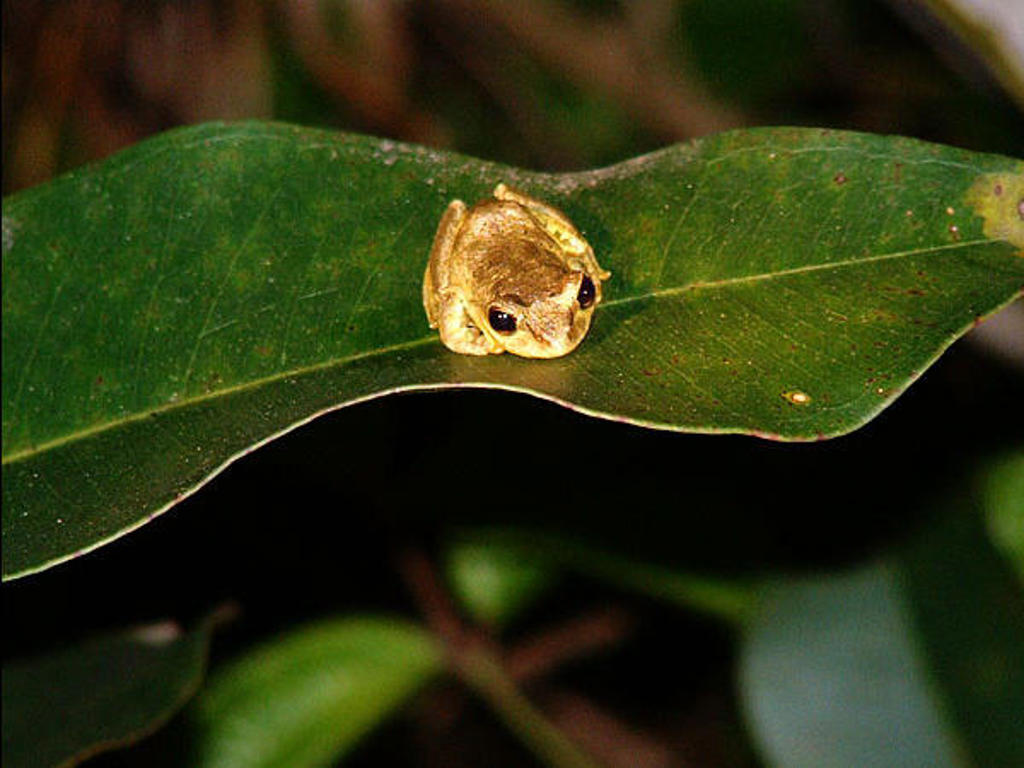 Bruine boomkikker op een groen blad in Madagascar.
