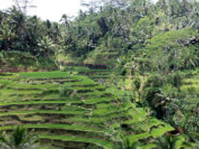 Groene rijstterrassen omringd door tropisch bos op Bali tijdens de rondreis Route Bali en Lombok.