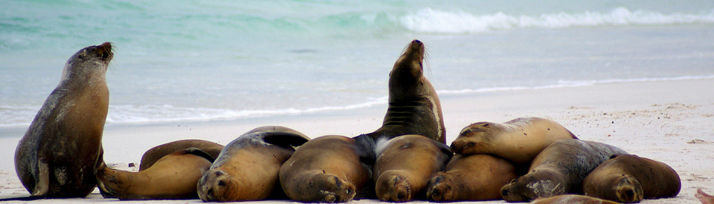 Zeeleeuwen rusten op het strand van de Galapagoseilanden tijdens een groepsrondreis door Ecuador.