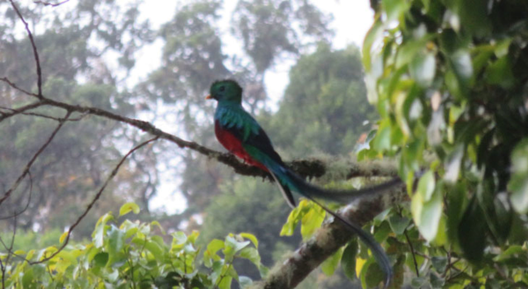 Quetzal San Gerardo de Dota Kleurrijke quetzalvogel op een met mos bedekte tak in het nevelwoud.