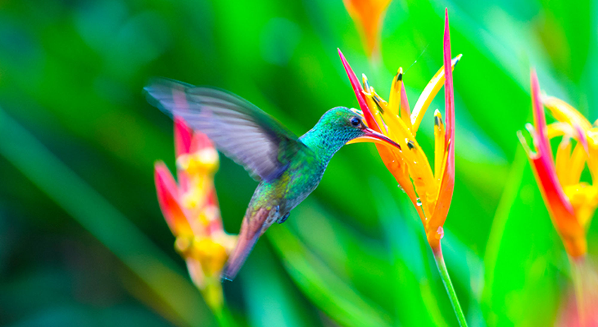 Kolibrie drinkt nectar uit een felgekleurde heliconia bloem.