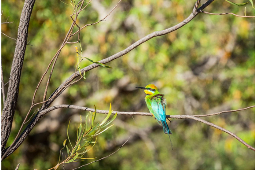Groene bijeneter op een tak in de natuur van West-Australië.