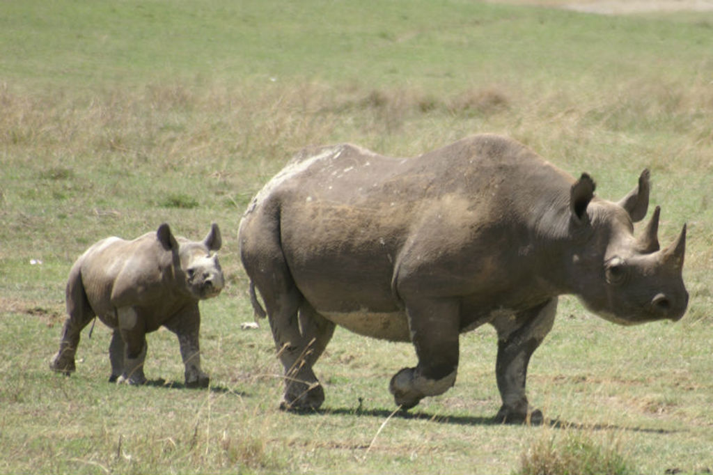 Neushoorn met jong op de savanne tijdens groepsrondreis Kenia, Tanzania en Zanzibar.