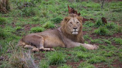 Leeuw in het Krugerpark tijdens Annemarie’s groepsrondreis door Zuid-Afrika.