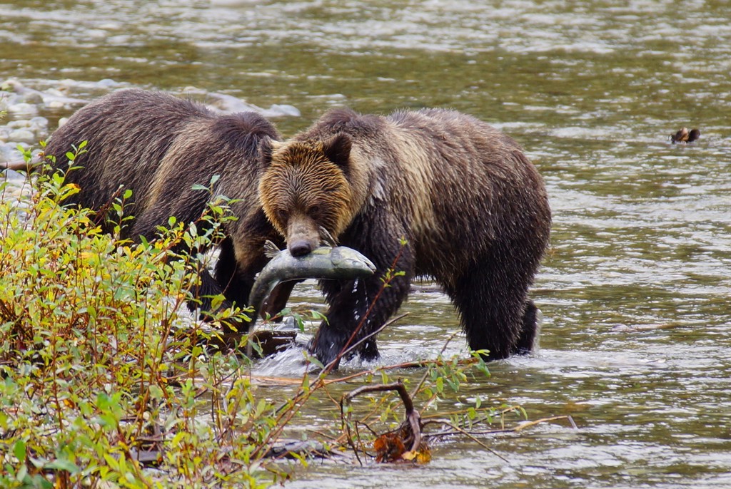 Grizzlybeer vangt zalm in een rivier in de Canadese Rockies tijdens familiereis Canada West.